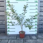 Vŕba čiernokvetá (Salix gracilistyla melanostachys) ´KUROME´ - výška 70-100 cm, kont. C3L